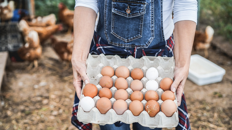 Person holding a carton of eggs on a farm