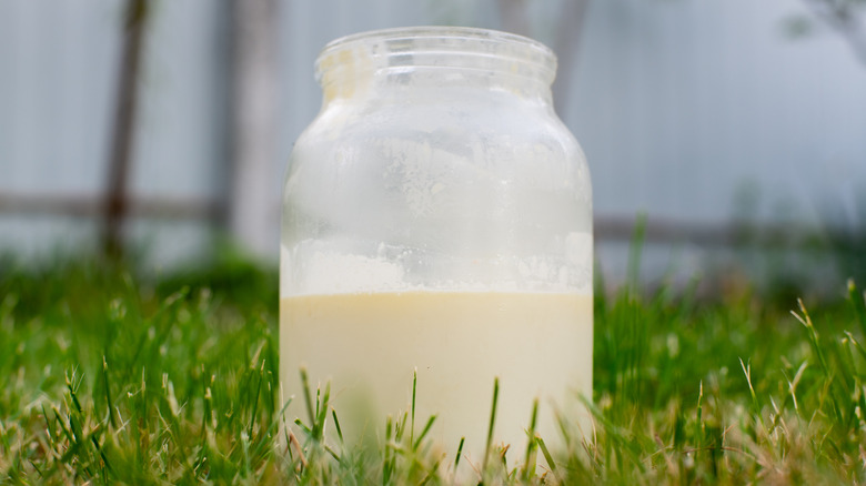Jar of raw milk in grass