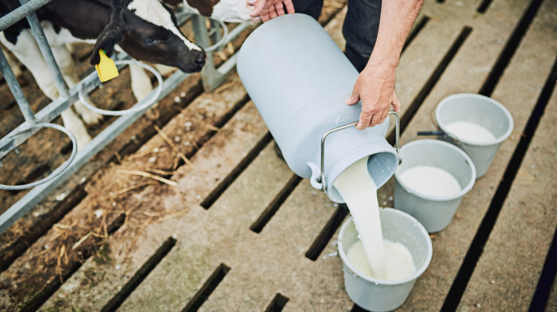 Farmer pouring raw milk into three buckets