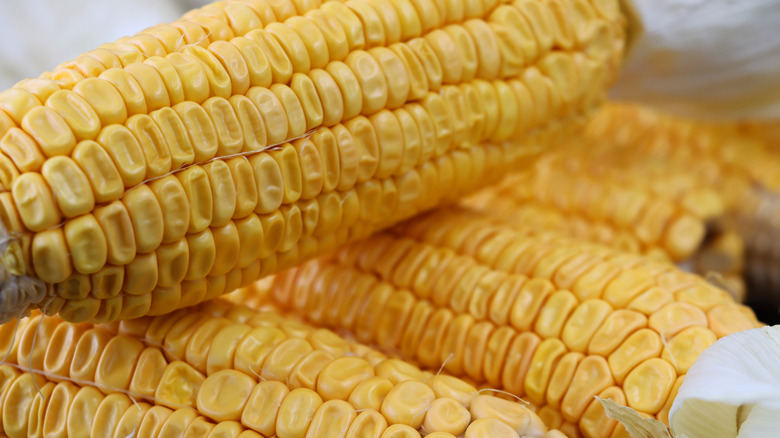a pile of dent corn