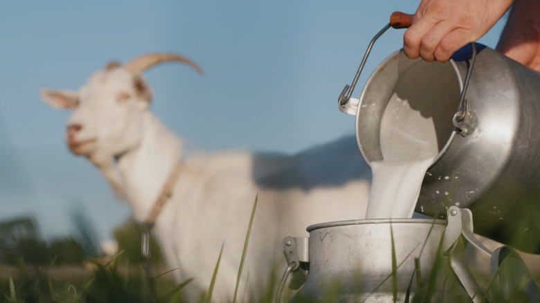 farmer pouring fresh goat milk