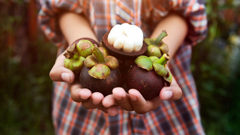 person holding mangosteens
