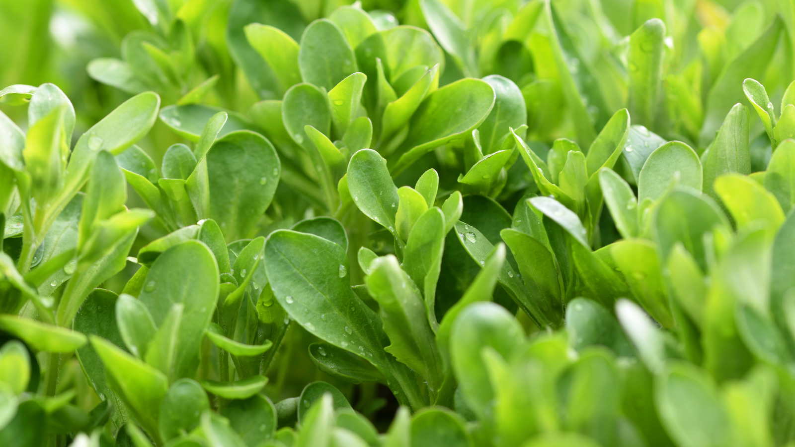 The Reason Mâche Needs To Be Washed Thoroughly Before Use