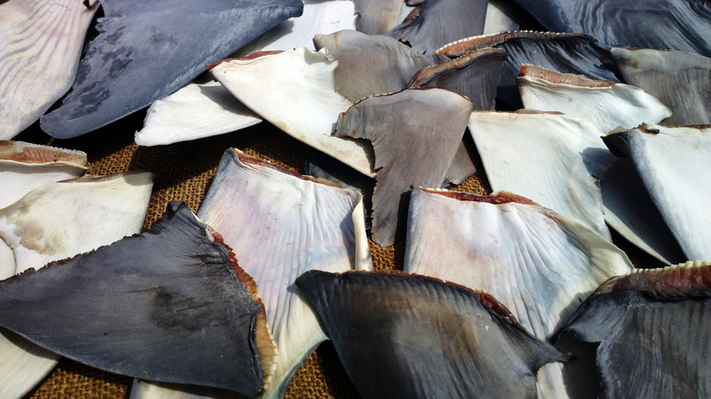 shark fins left to dry 