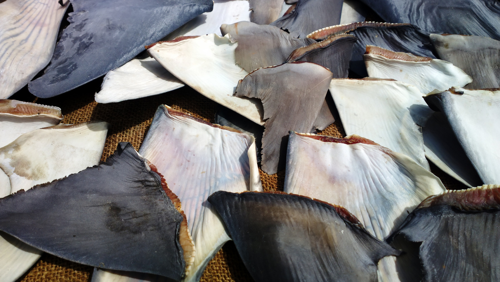The Reason Shark Fins Are So Controversial In The US