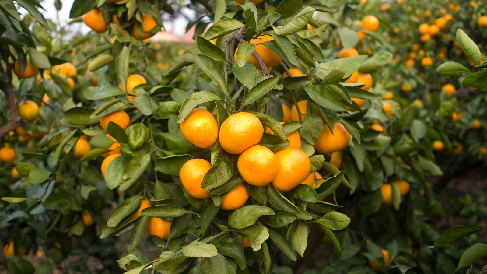 The Reason Tangerines Are Significant In Korean Cuisine