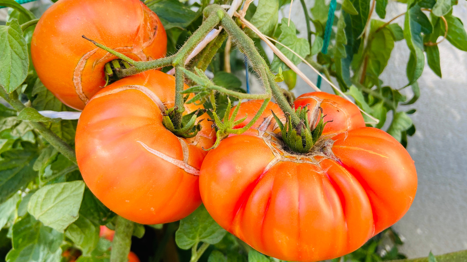 The Reason Tomatoes Split When They Ripen