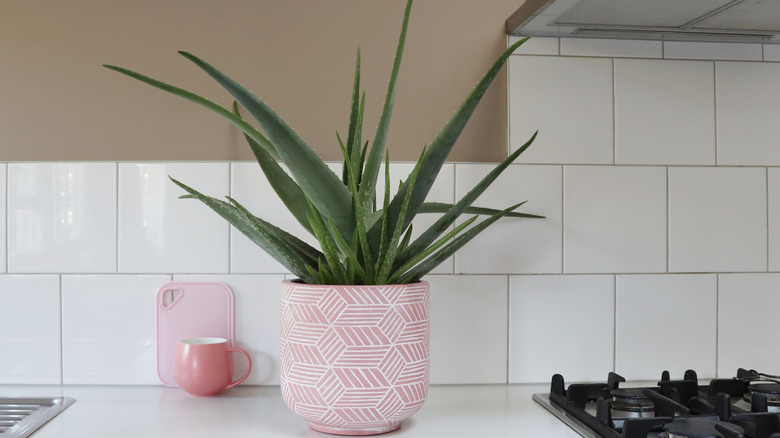 an aloe plant in a kitchen