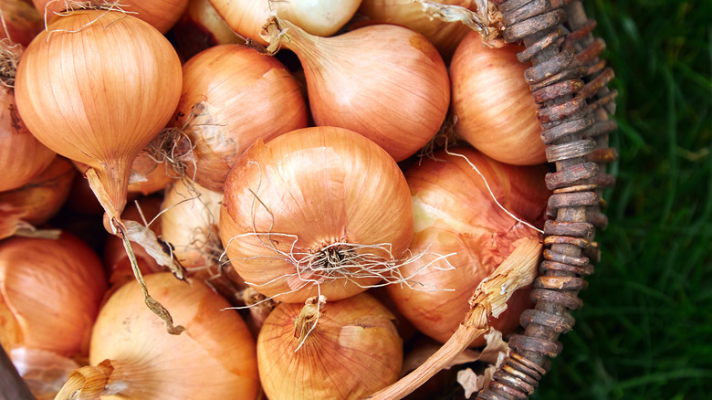 onions with roots