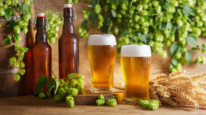 Two glasses and two bottles of beer with hop vines