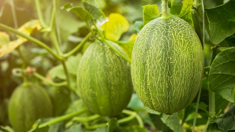 melons growing on a vine