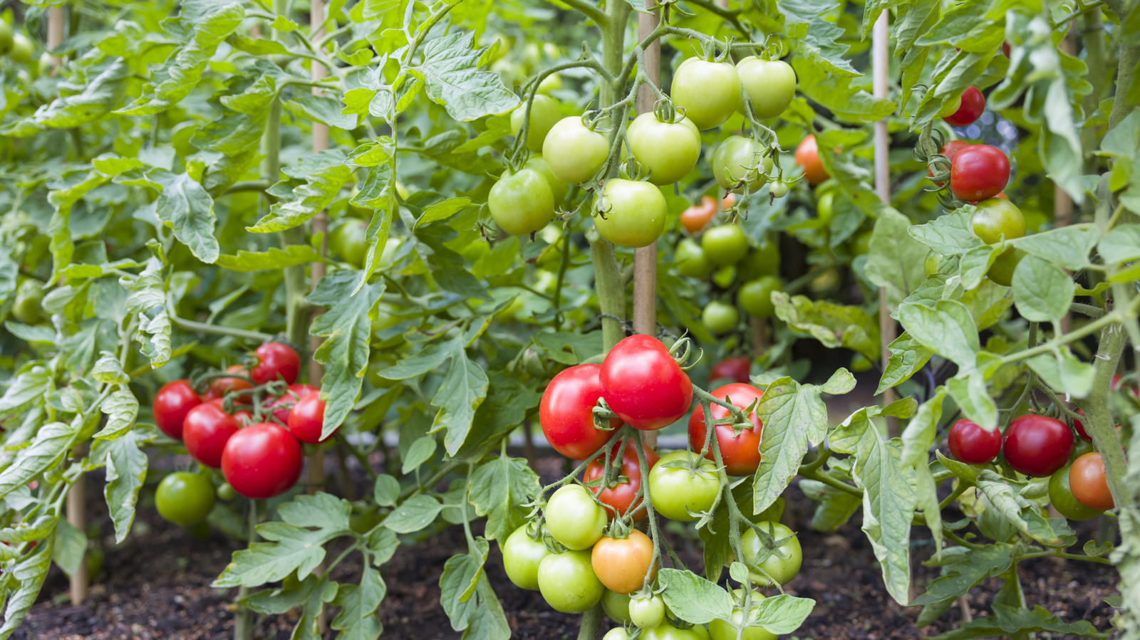 The Right Fertilizer Schedule For Thriving Tomato Plants