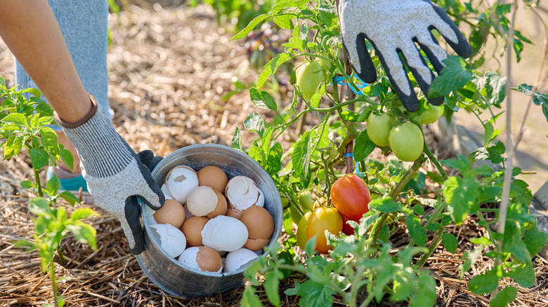 A person holding a tin pot of eggshells to use to supplement the fertilization of tomato plants