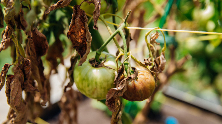 A dying tomato plant with yellow and brown leaves and rotten fruit