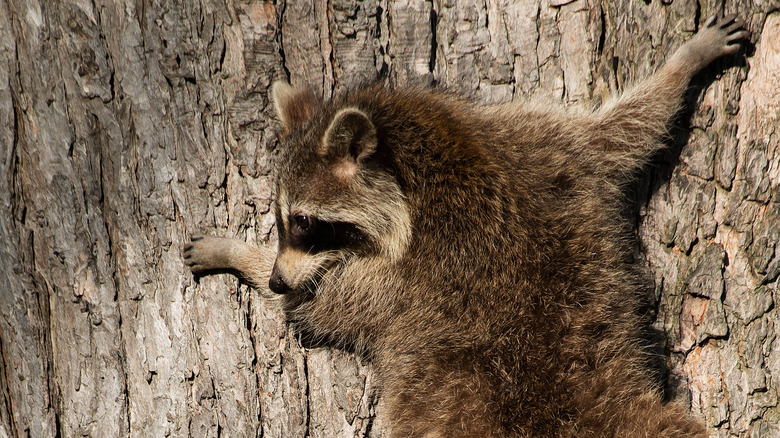 raccoon climbing a tree 