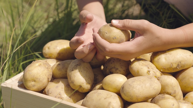 Freshly harvested potatoes in field 