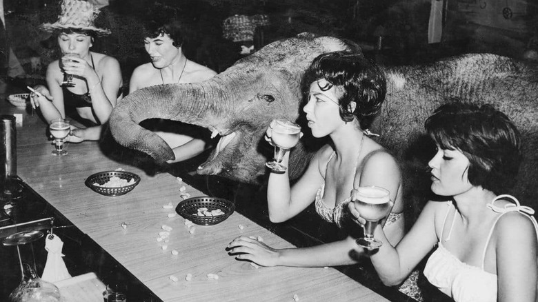 Elephant at the bar of Chez Jay's on opening night