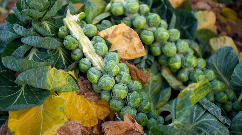 Brussel sprouts on the stalk in a garden.