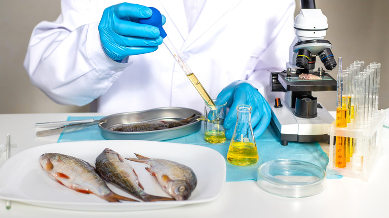Scientist testing fish with laboratory equipment