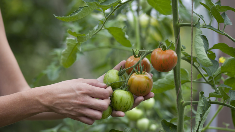 woman's hands pick ripe tomatoes off plant