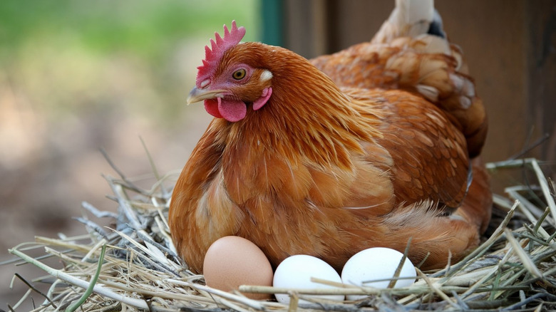Hen nesting with eggs