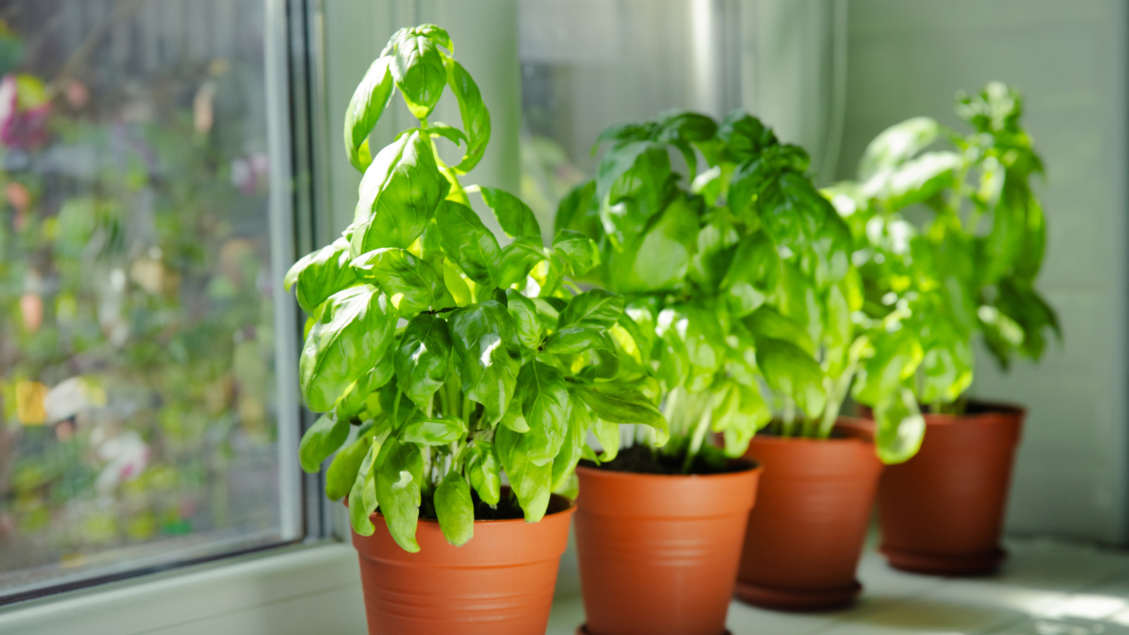 The Simple Mistake That Could Be Stunting The Growth Of Your Basil Plant - Tasting Table