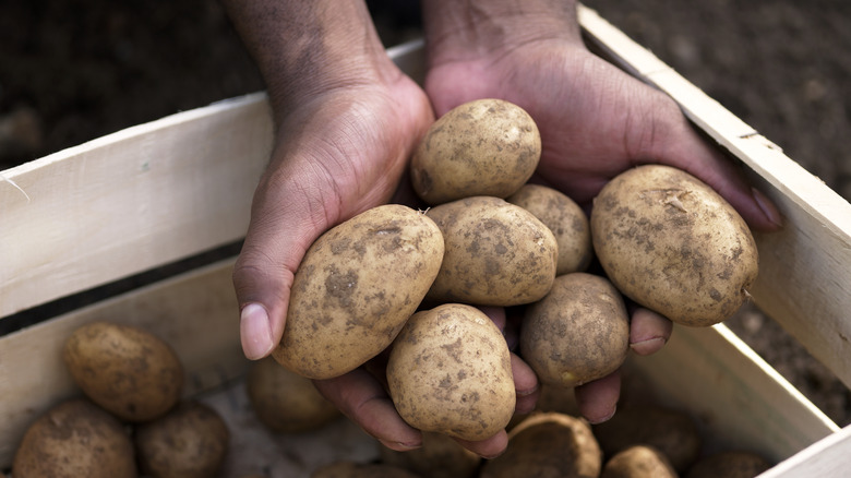 Hands holding potatoes. 