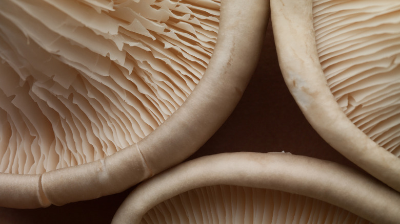 close up of mushrooms gills