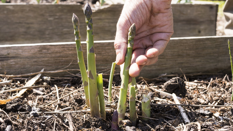A hand touching an asparagus spear in a small bundle that are growing in a flower bed