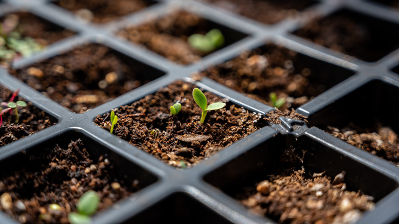 A cluster of soil filled seed trays with tiny green sprouts popping out