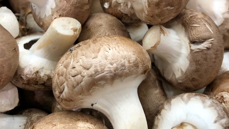 close-up of mushrooms