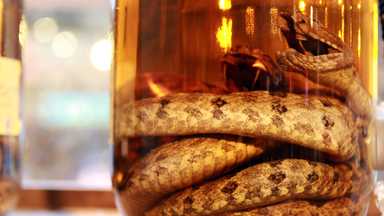 close up of snake in whiskey