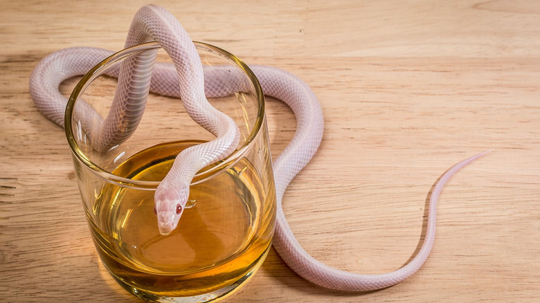 white snake on top of whiskey glass