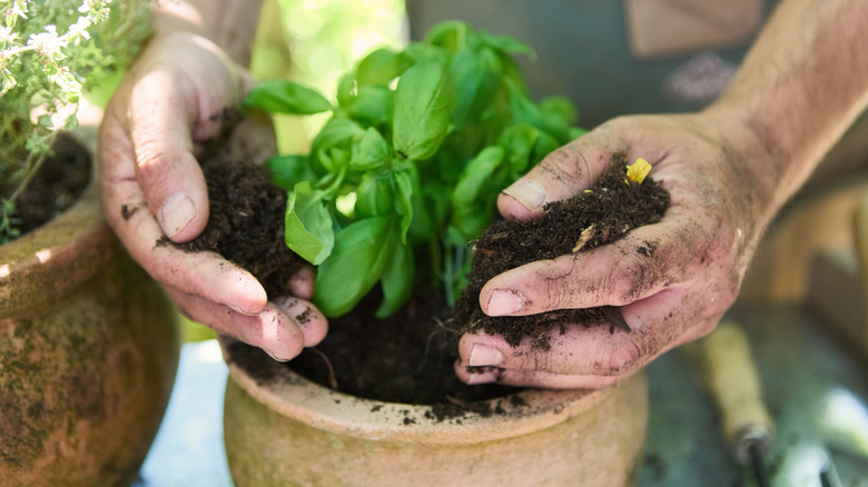 Someone repotting basil in a clay pot, mixing the soil