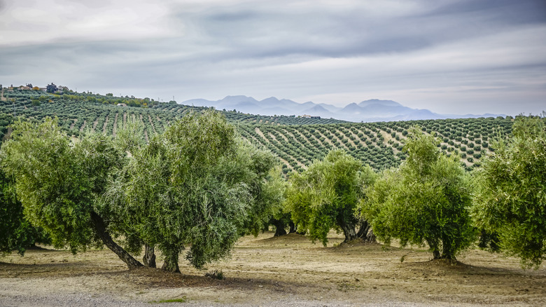 A grove of olive trees on a farm in Spain.