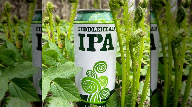 A can of Fiddlehead IPA amongst fiddlehead ferns.