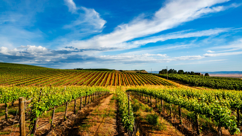 Rows of vines growing at a vineyard in Washington state on a sunny day