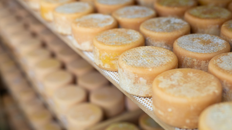 cheese wheels aging on shelf