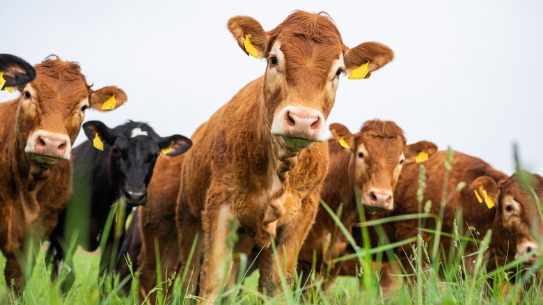 Dairy and beef cows on a field