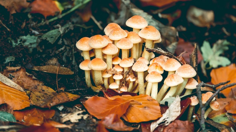Honey mushroom fungus on tree