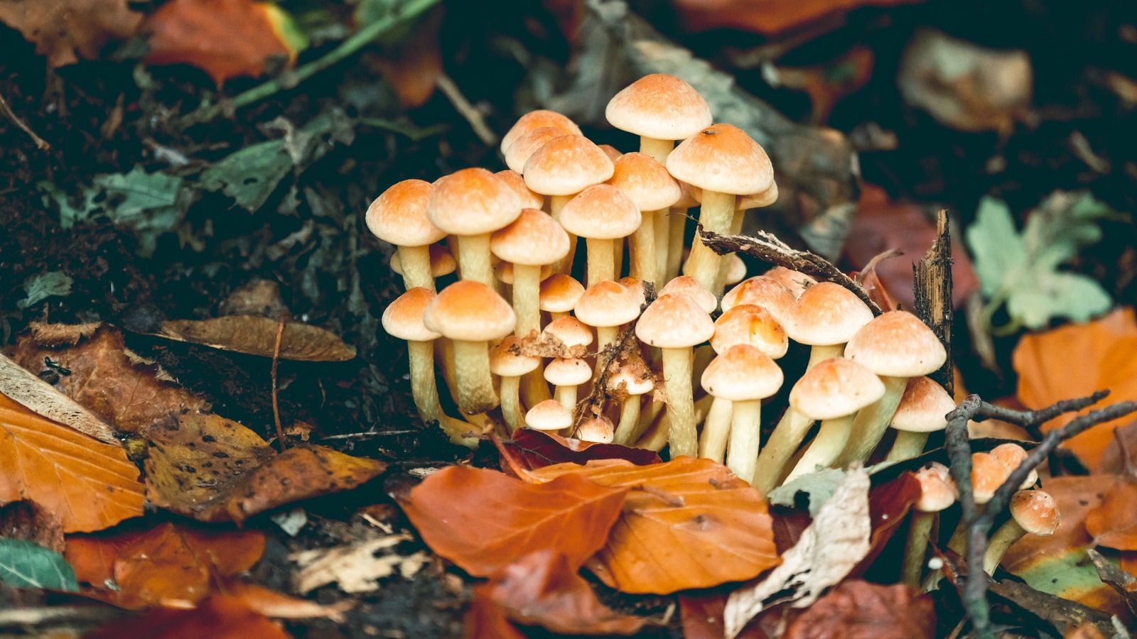 The Stem Trick For Identifying Honey Mushrooms That Are Safe To Eat