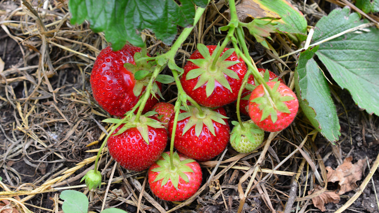 Strawberries on a Strawberry Plant