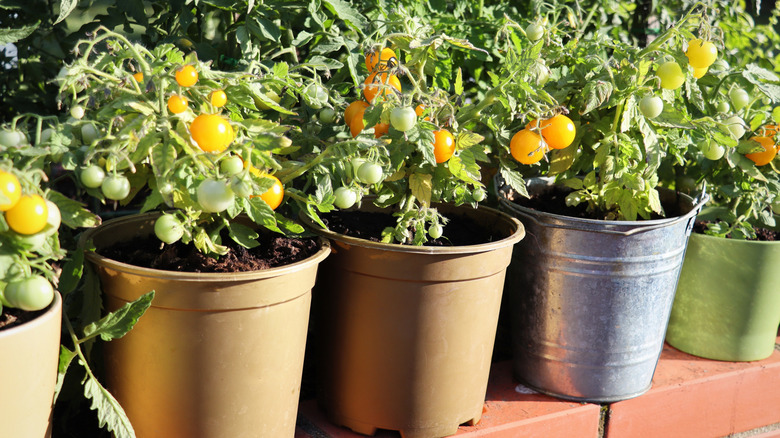 Yellow cherry tomato plants in pots