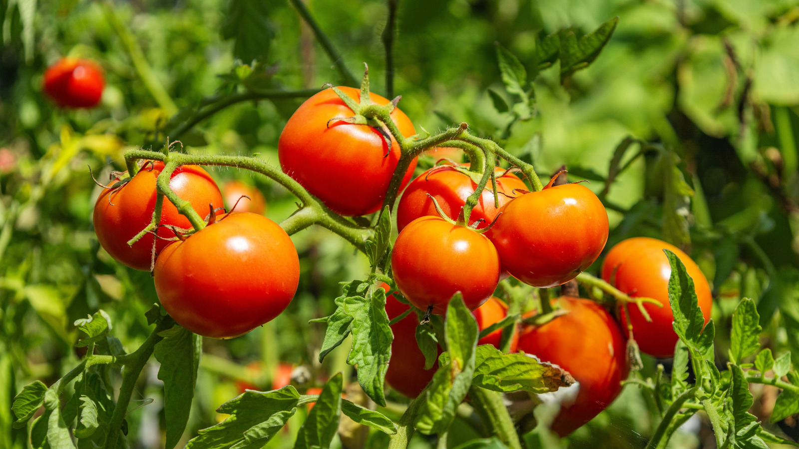 The Sunlight Rule Tomato Plants Depend On For The Best Harvest - Tasting Table