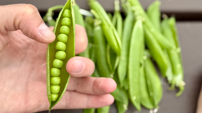 A person's hand holding an open pea pod, revealing fresh green peas inside