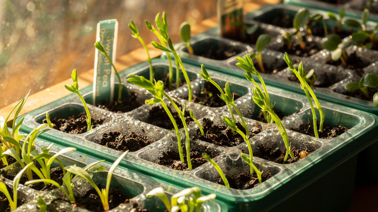 Plant seedlings on a sunny windowsill in a home