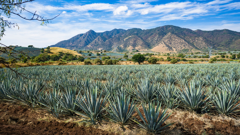 blue weber agave tequilana in Jalisco, Mexico