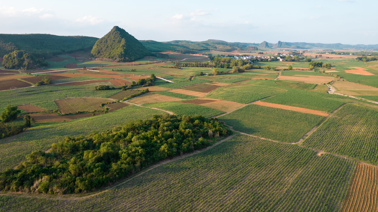 aerial view of Chinese sugarcane
