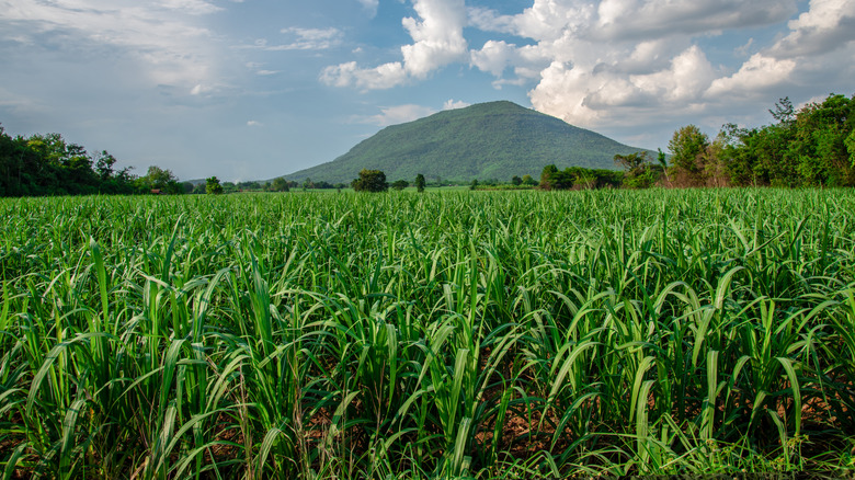 field of growing sugarcane