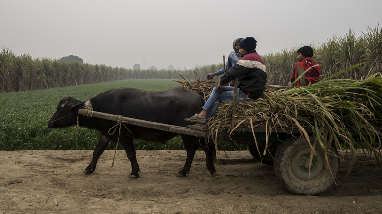 Indian children transporting sugarcane